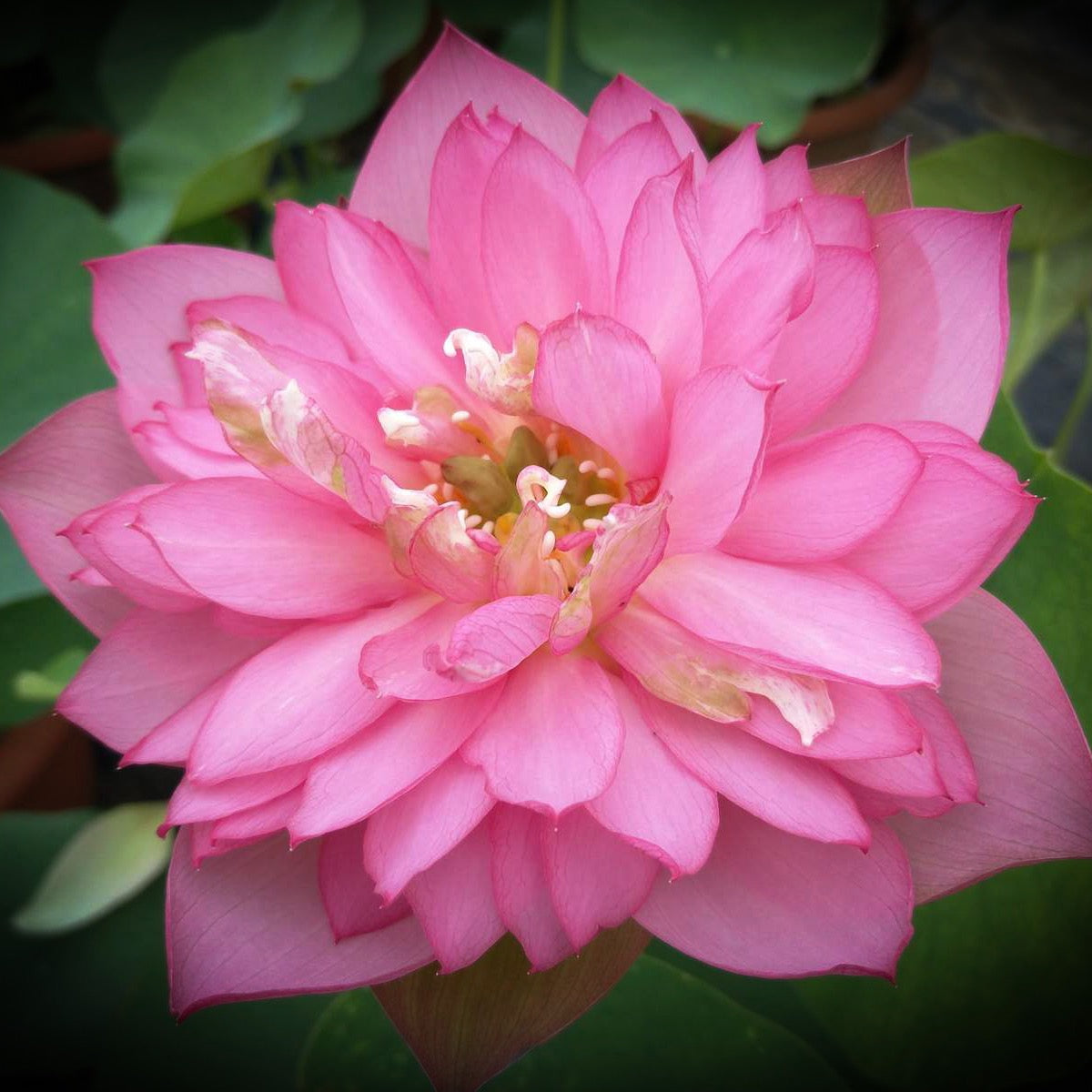 Nelumbo Tao Hong Su Yu