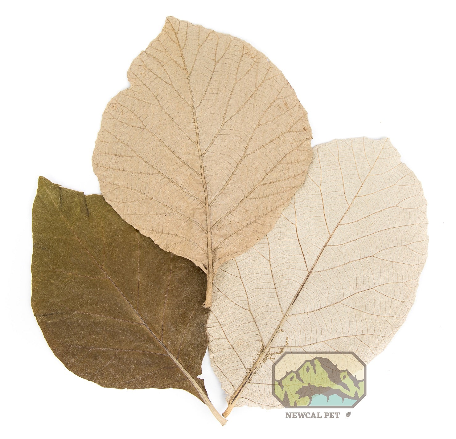 NewCal Teak Leaves