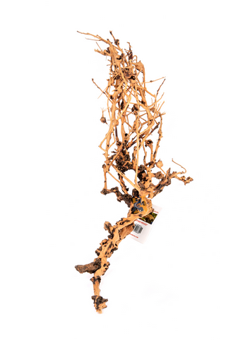 Aquaglobe Thorn Devil (produit sur commande spéciale)