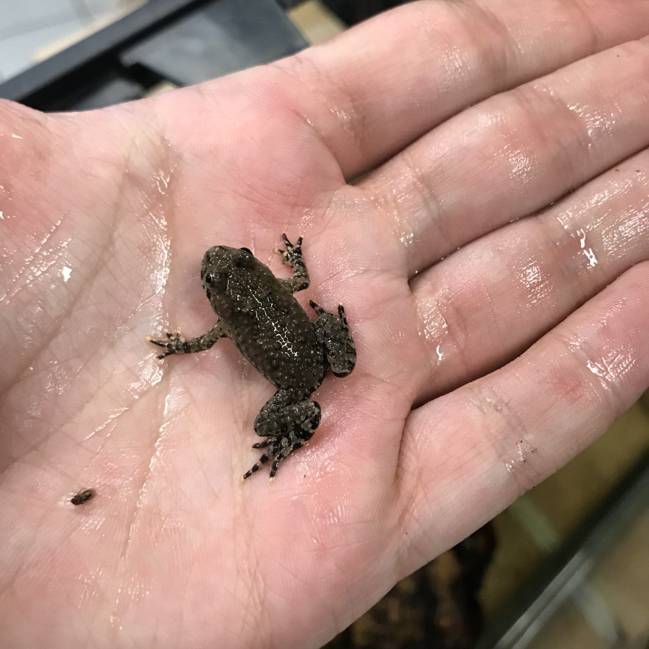 Oriental Fire-bellied Toad (Bombina orientalis)