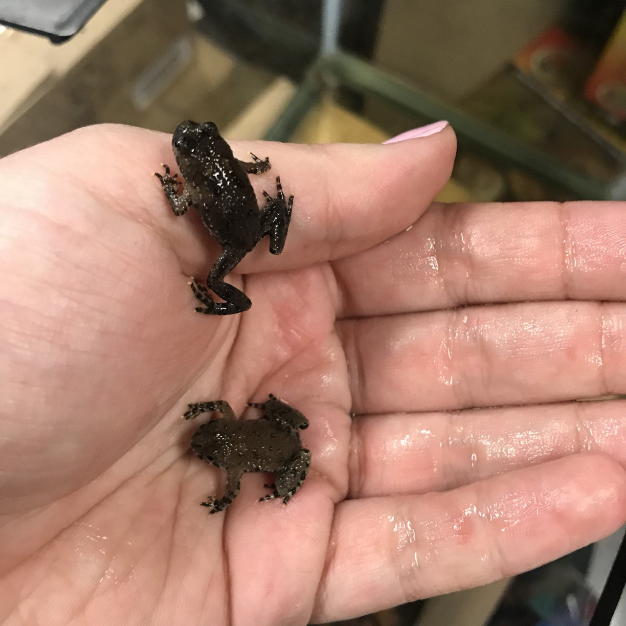 Oriental Fire-bellied Toad (Bombina orientalis)