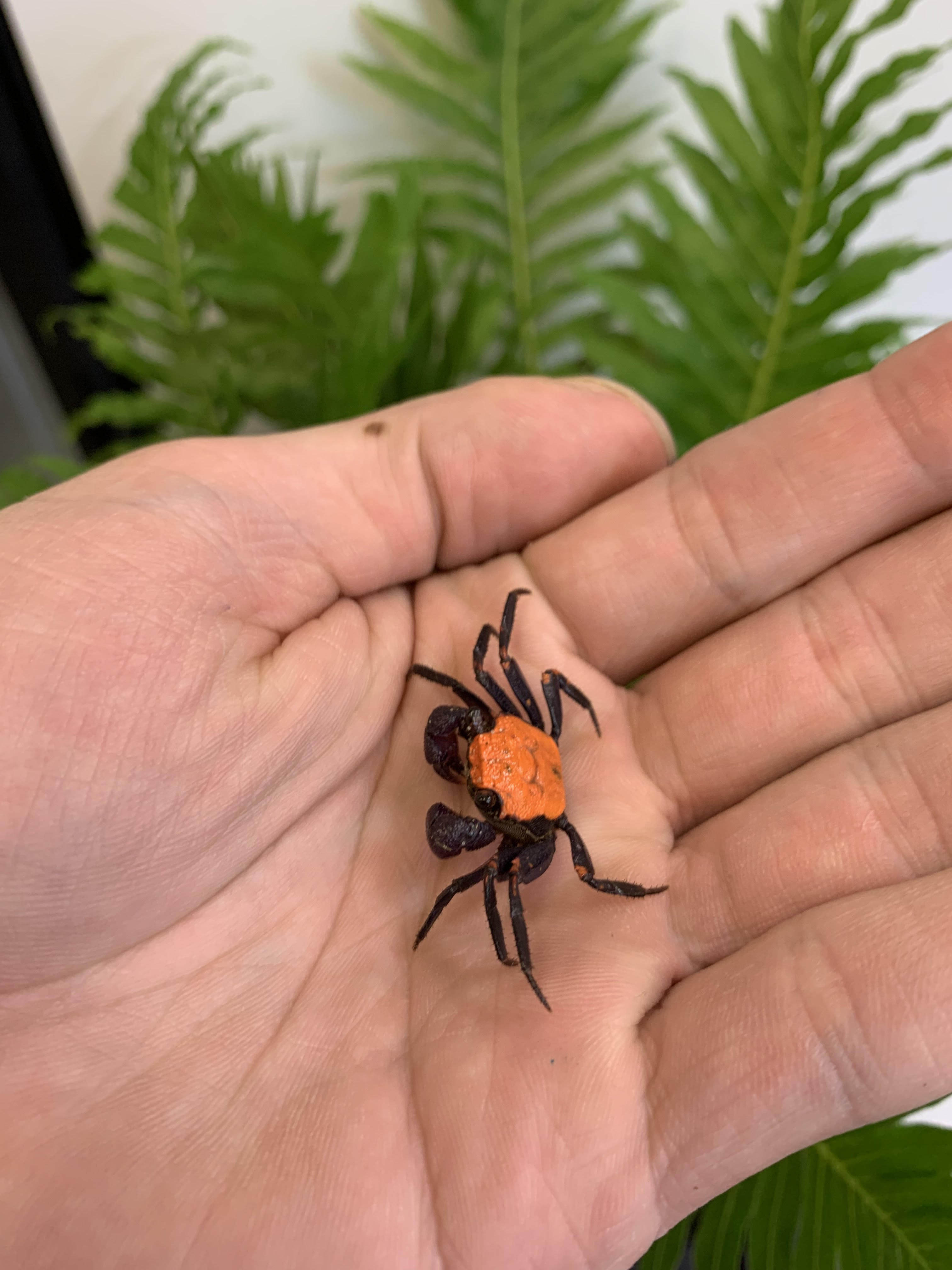Crabes vampires mandarine (AUCUNE GARANTIE D'ARRIVÉE VIVANTE)