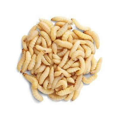  Toasis Soft Plastic Fishing Wax Worms Artificial Bee