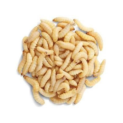 Waxworms