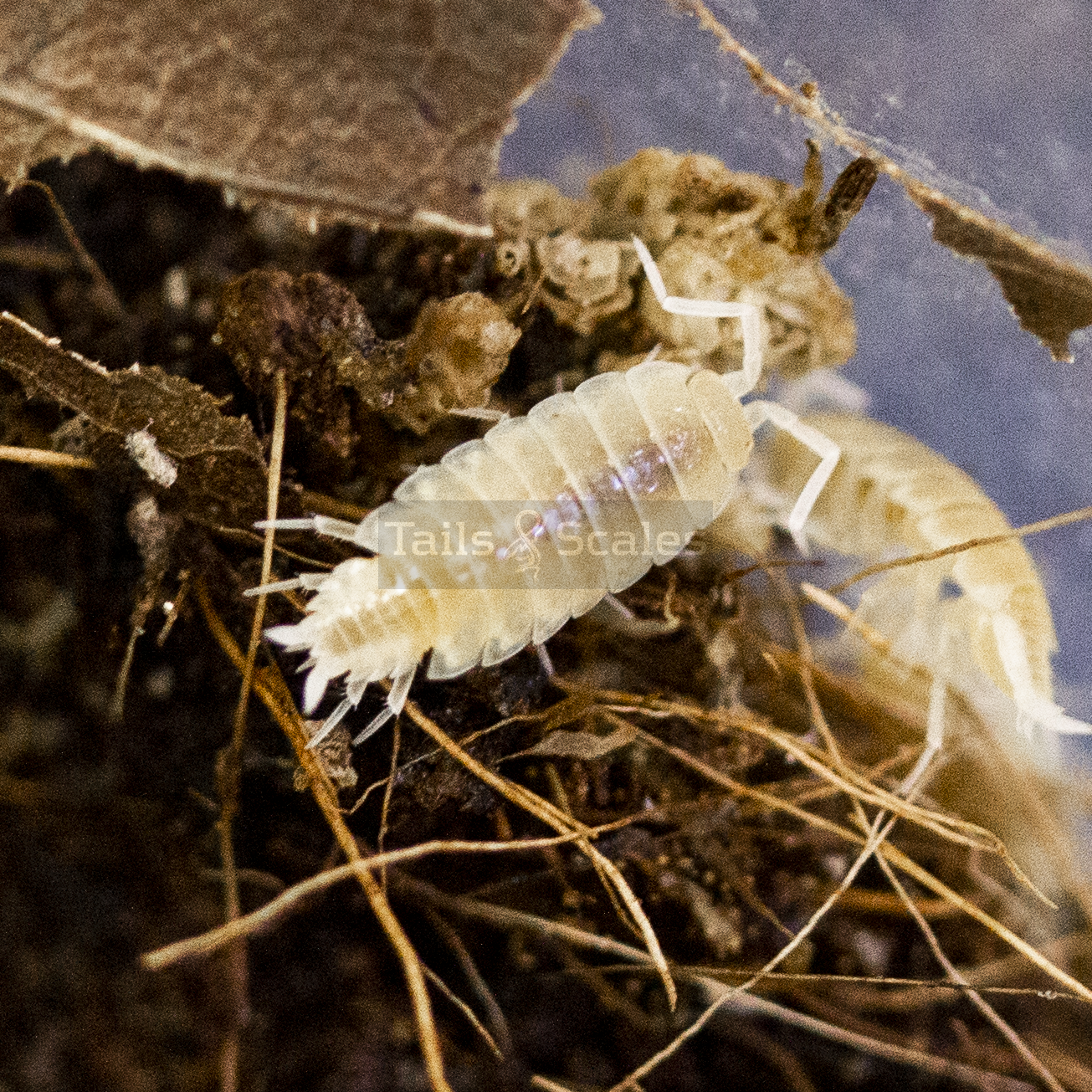 Porcellioinoides pruinosus (Whiteout Isopods)