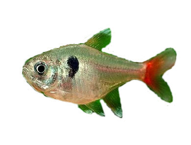 Yellow Phantom Tetra