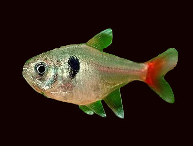 Tétra fantôme jaune