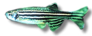 Zebra Danio
