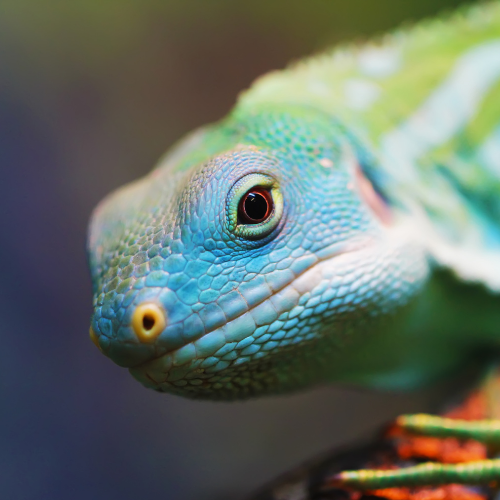 Products for Reptiles