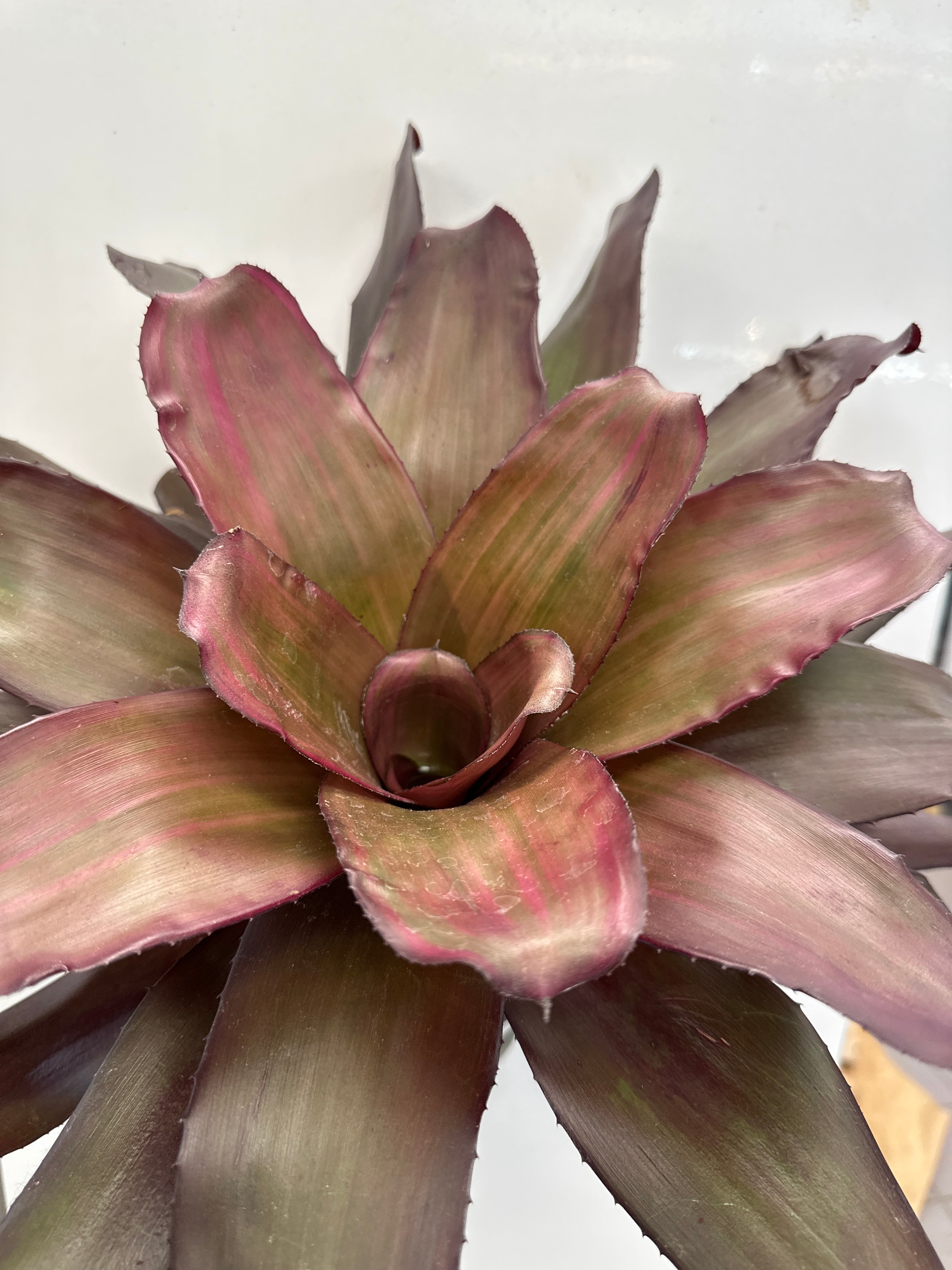 Neoregelia 'Puppy Love'