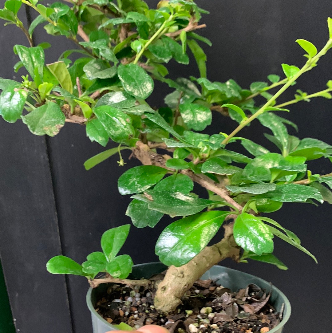 Fukien Tea (shaped)