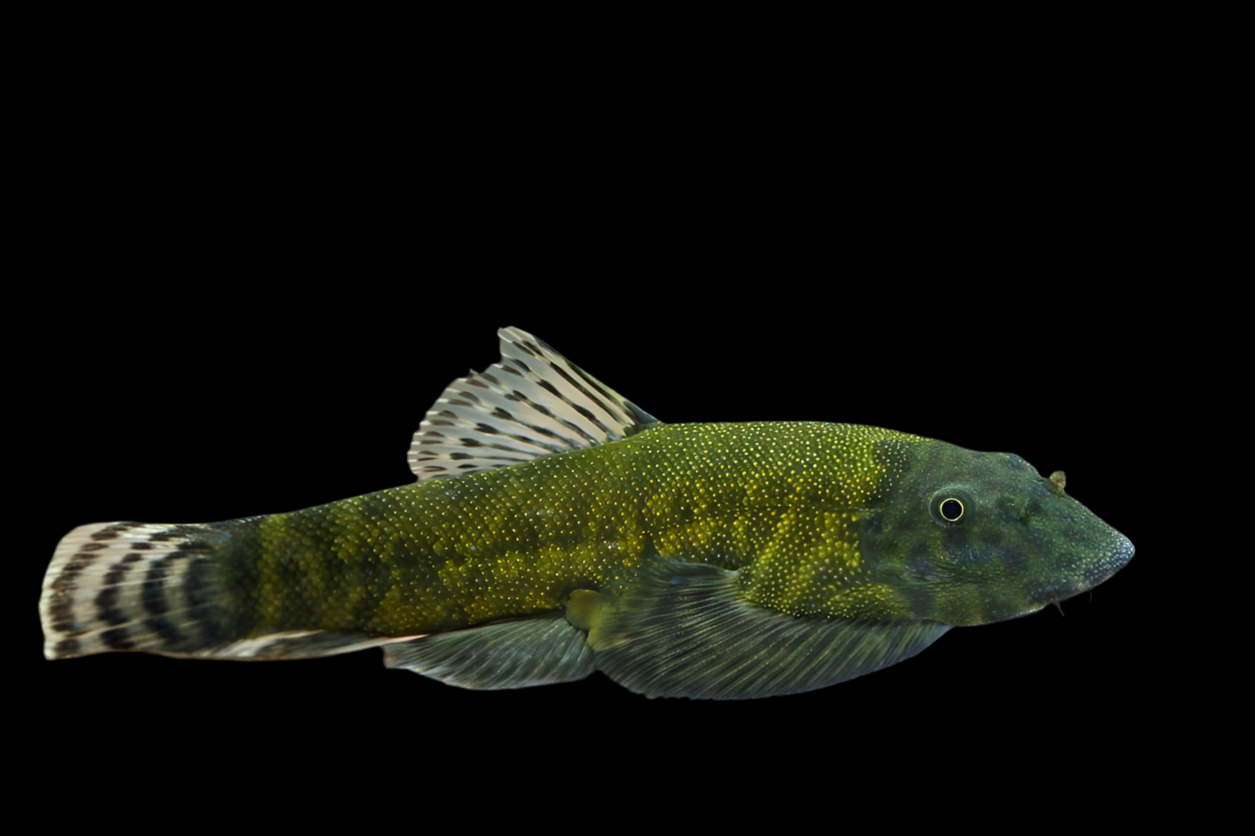 Borneo Sucker Loach "Green Lazer"