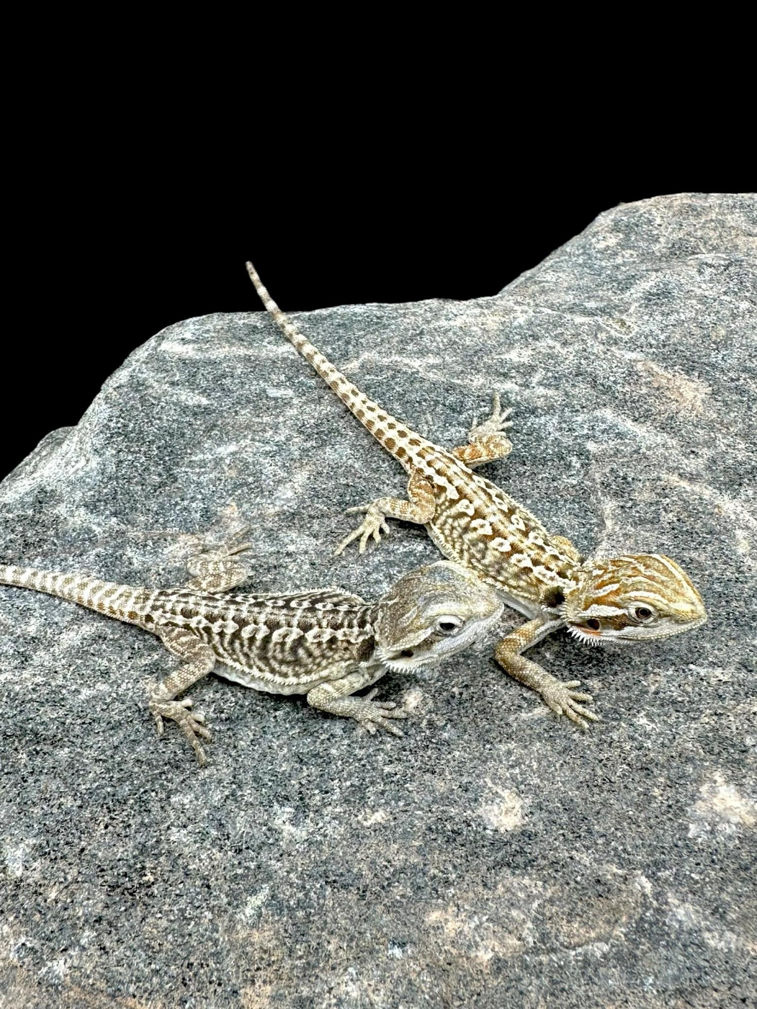 Bearded Dragon (Leatherback 66% Het Witblits)