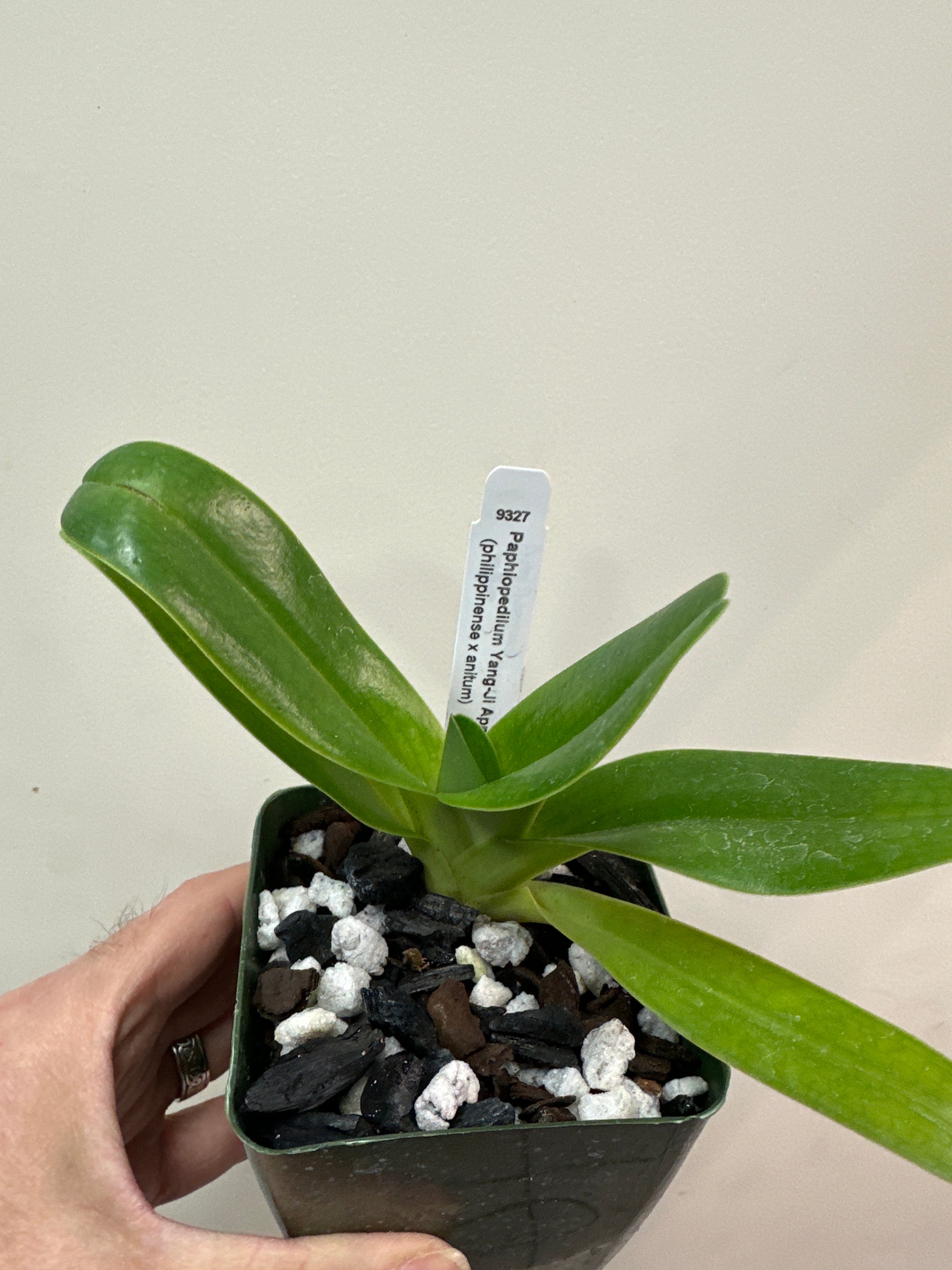 Paphiopedilum Yang-Ji Apple