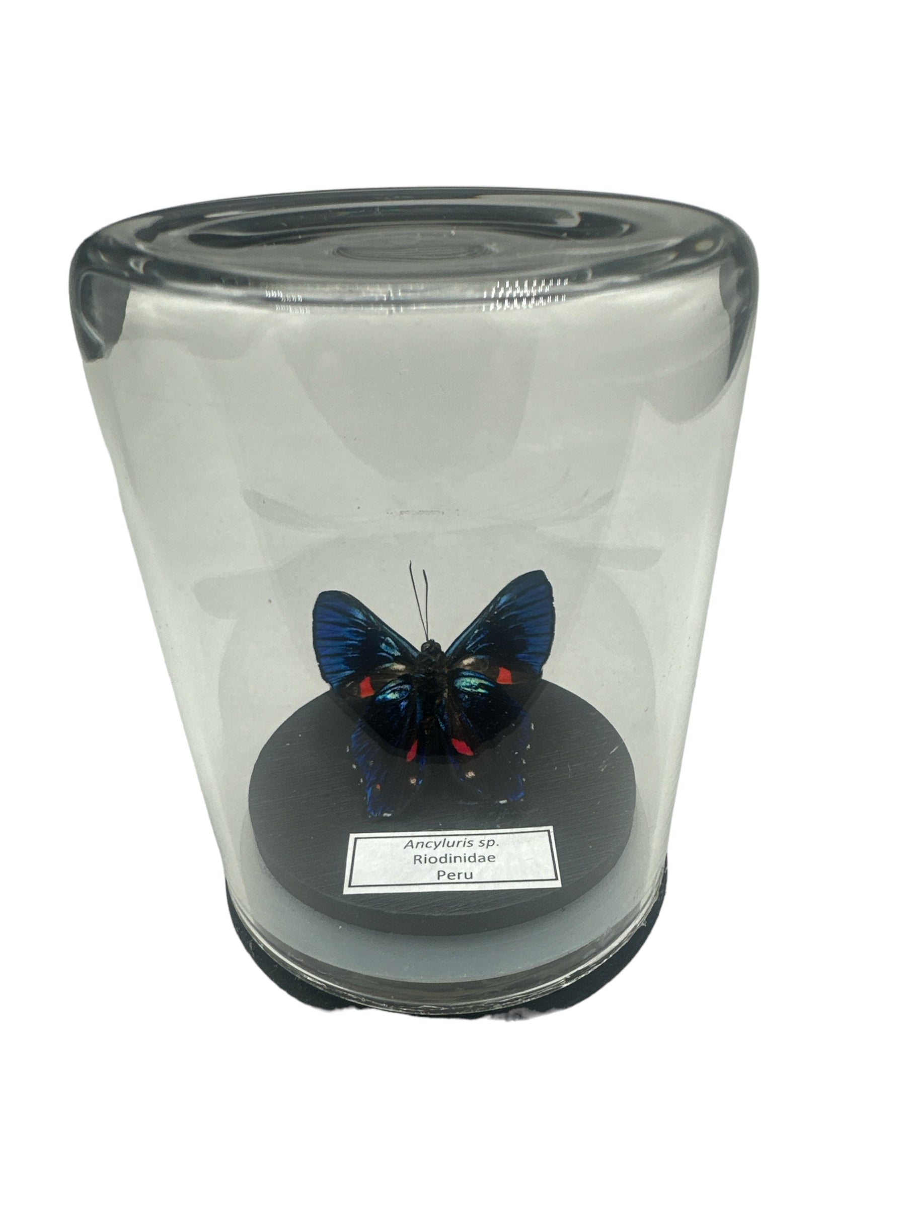 Metalmark Butterfly - Underside (Ancyluris sp.) - Glass Dome - Small