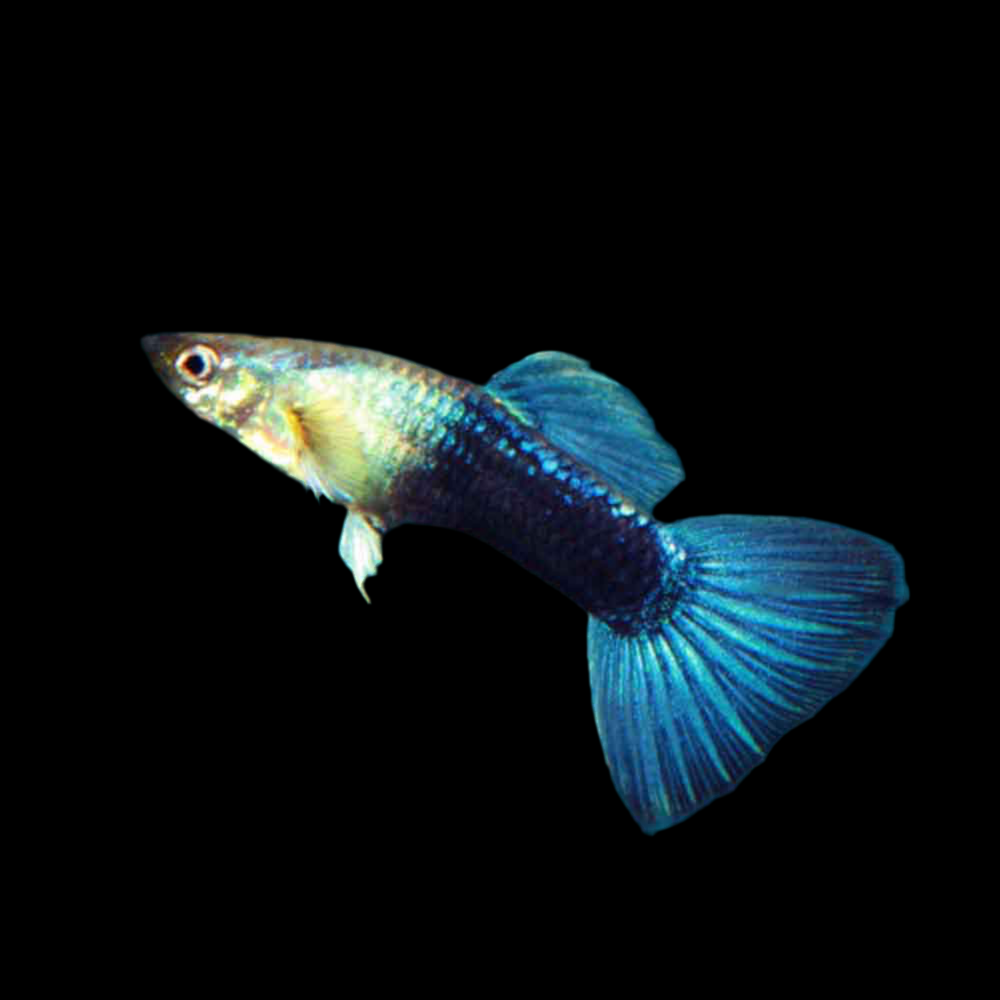 Turquoise Guppy (Male Only)