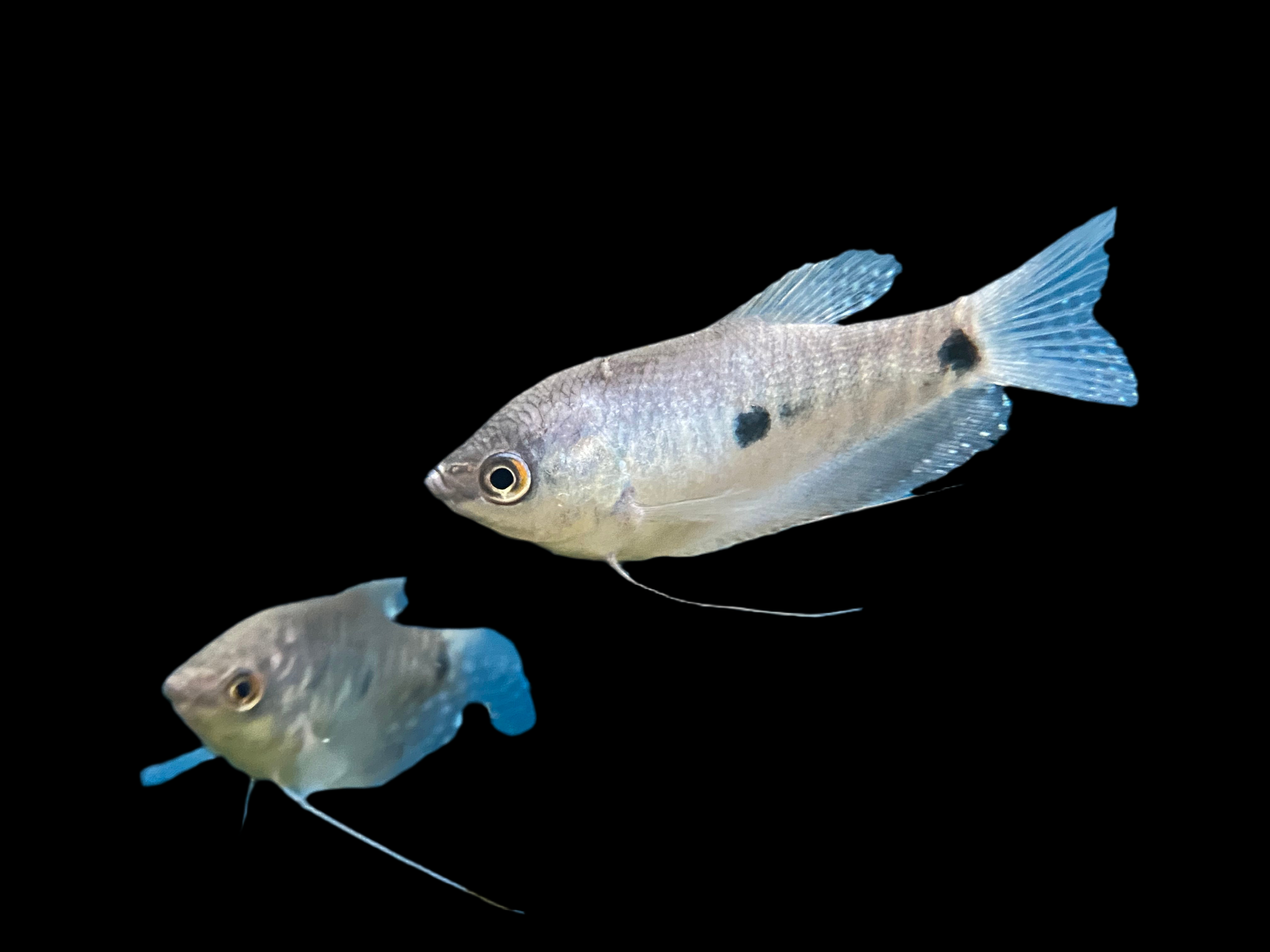 Threespot Gourami