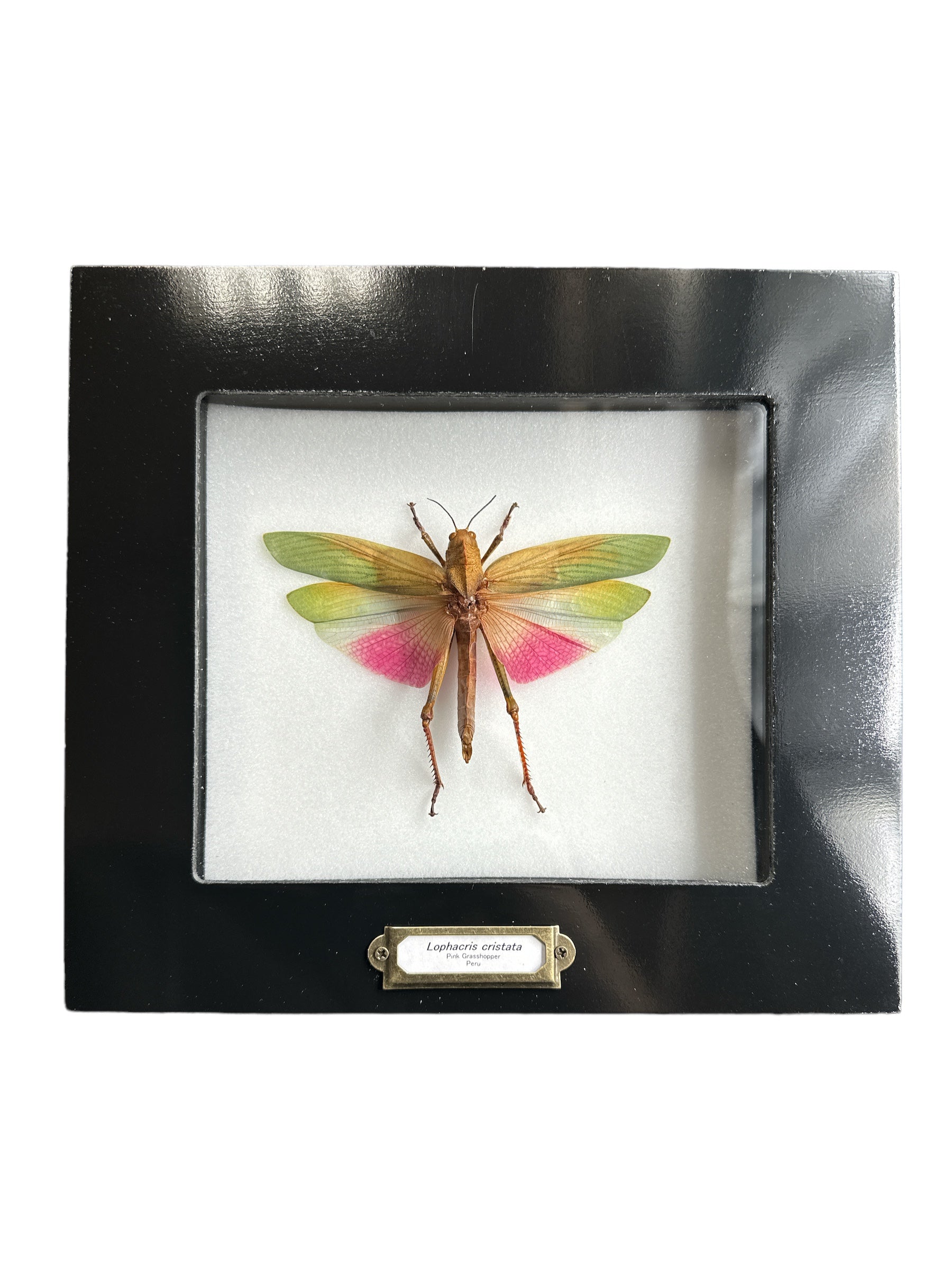 Pink Grasshopper - Female (Lophacris cristata) - 5x6" Frame