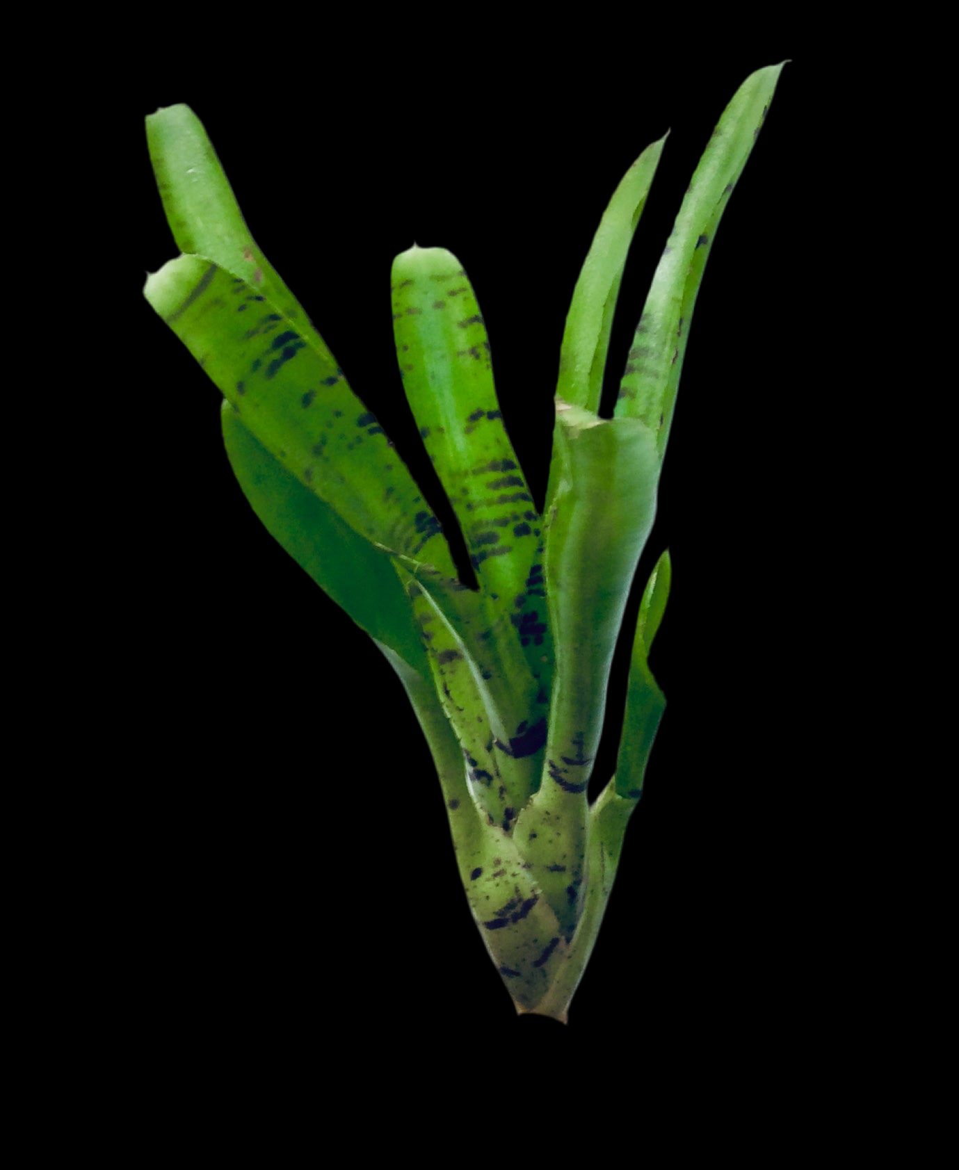 Neoregelia Topsider