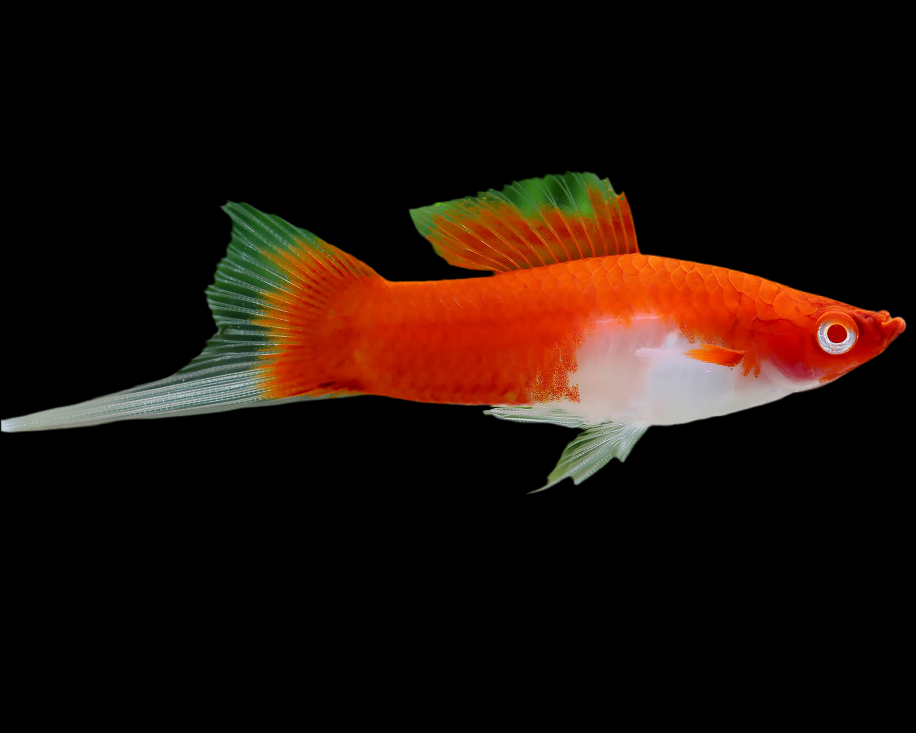 Kohaku Koi Swordtails