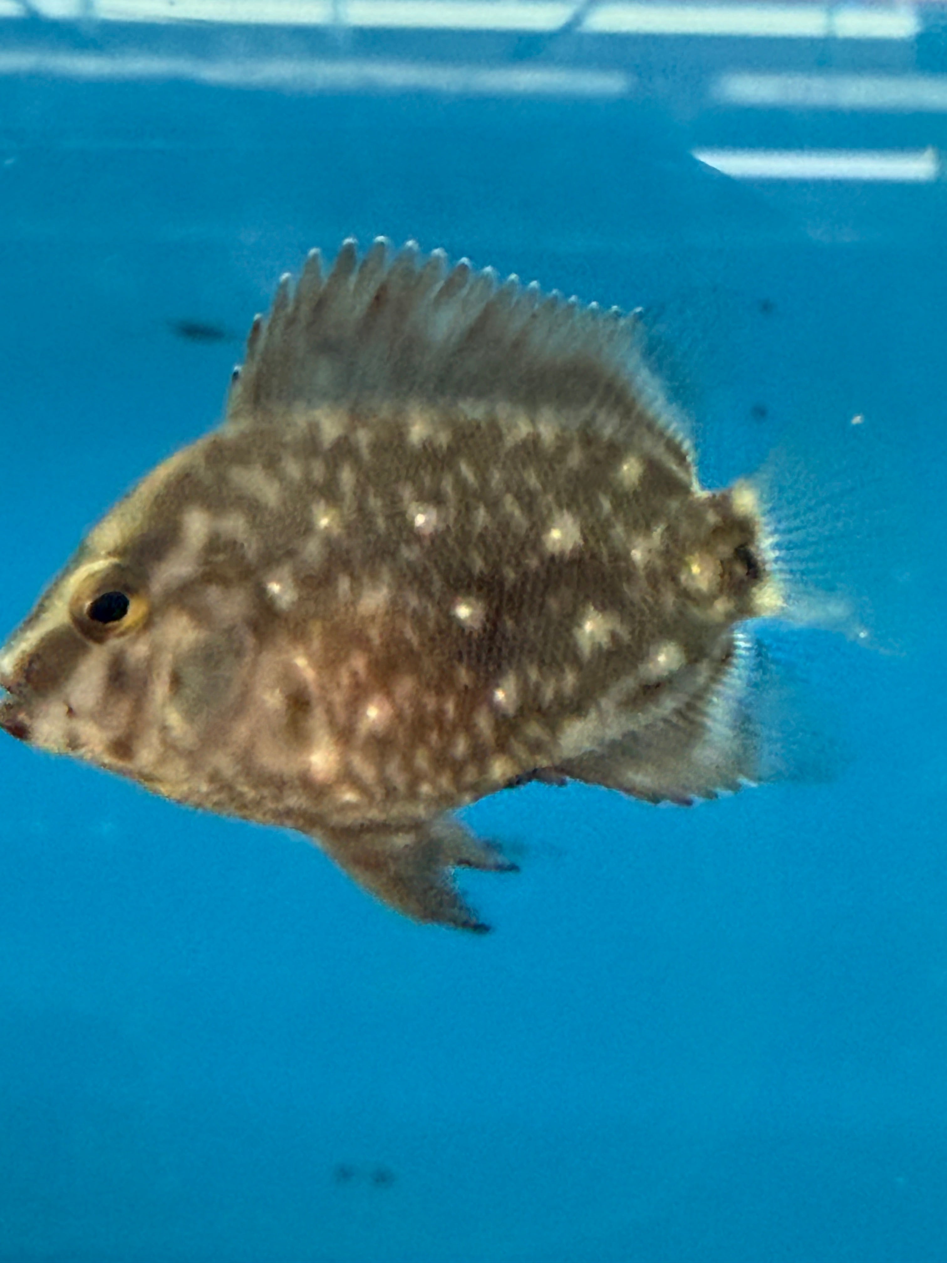 Uaru  (Juvenile)