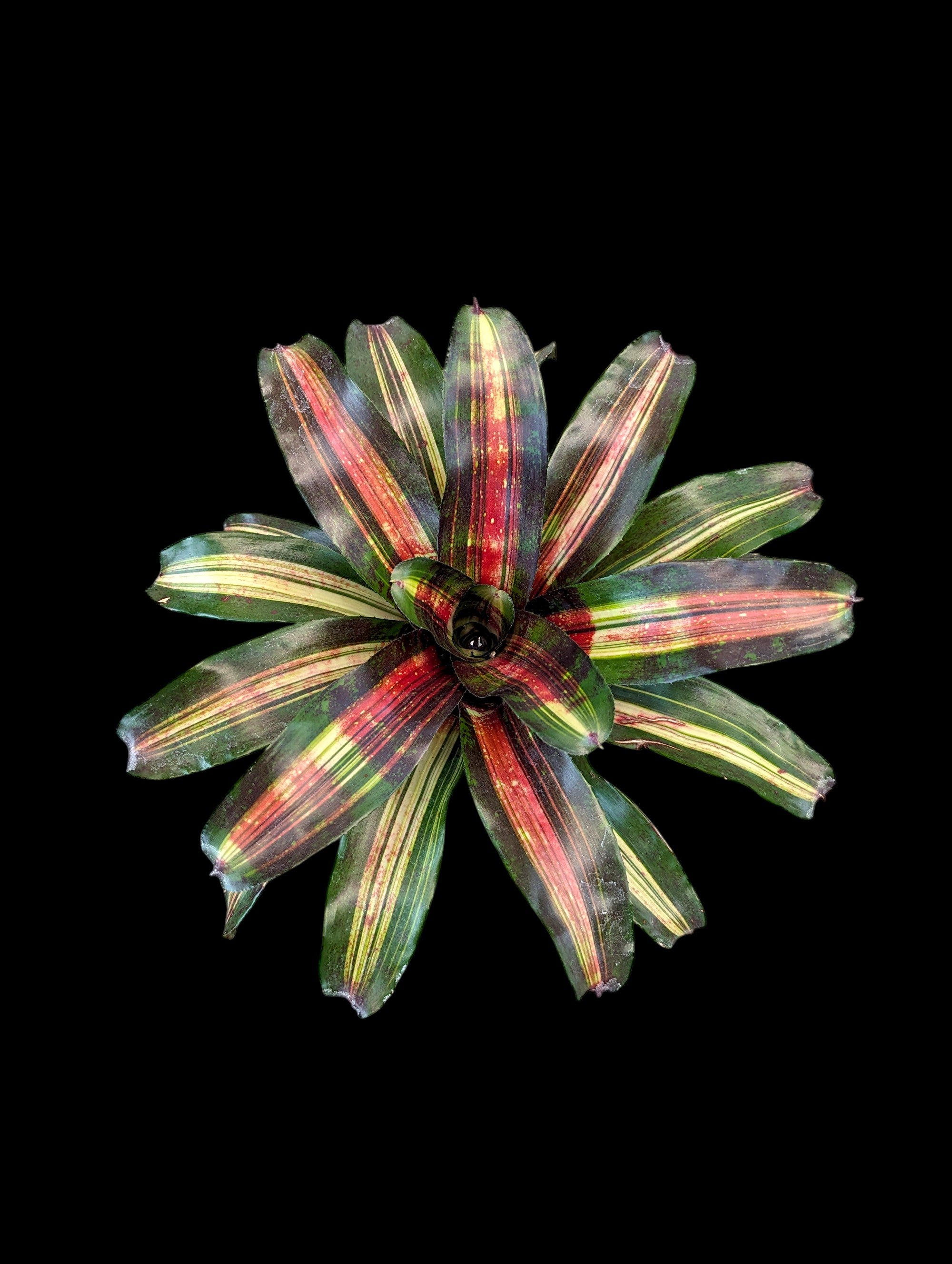 Assortiment de Neoregelia (en pot)