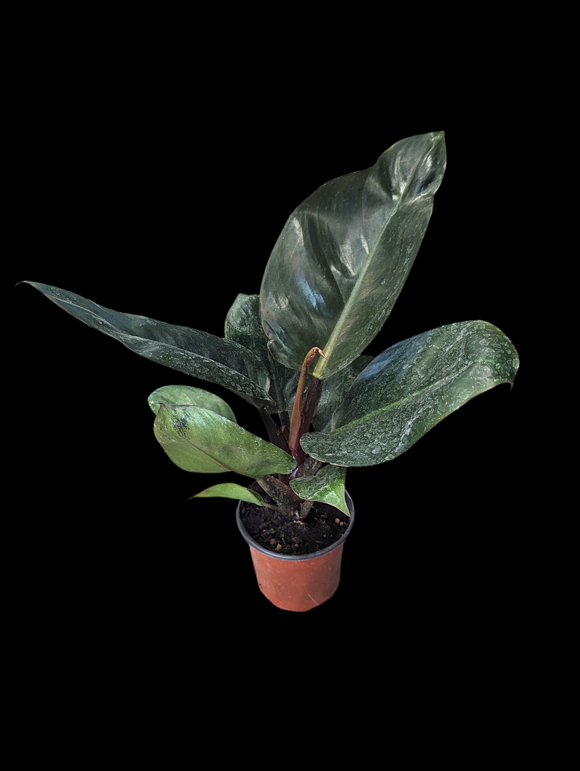 Philodendron Red Congo