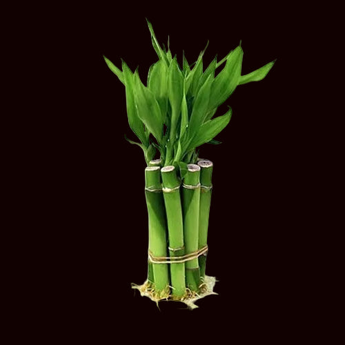Lucky Bamboo 6" (individual stem)
