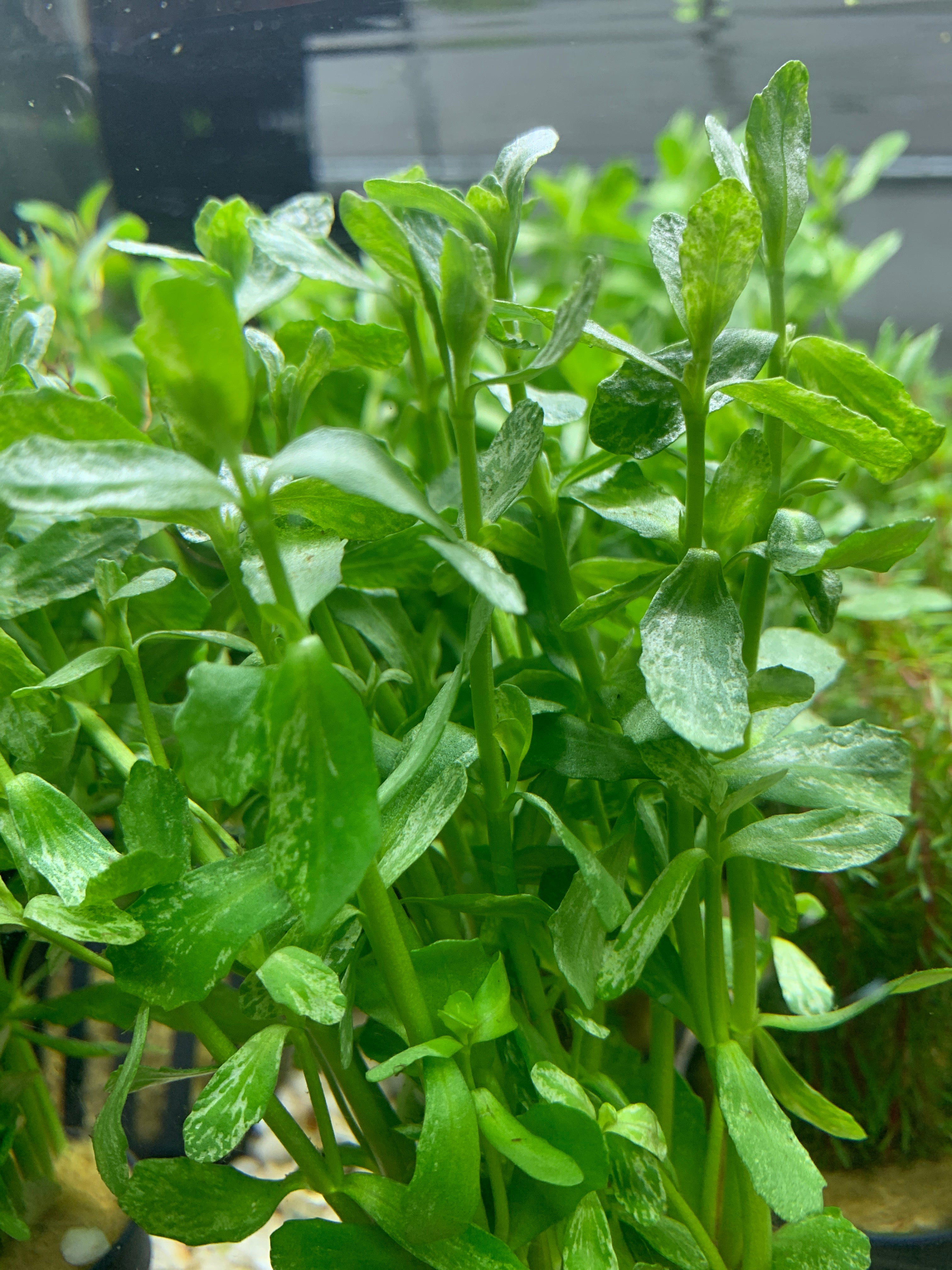 Bacopa monnieri 'Variegatus' - Potted