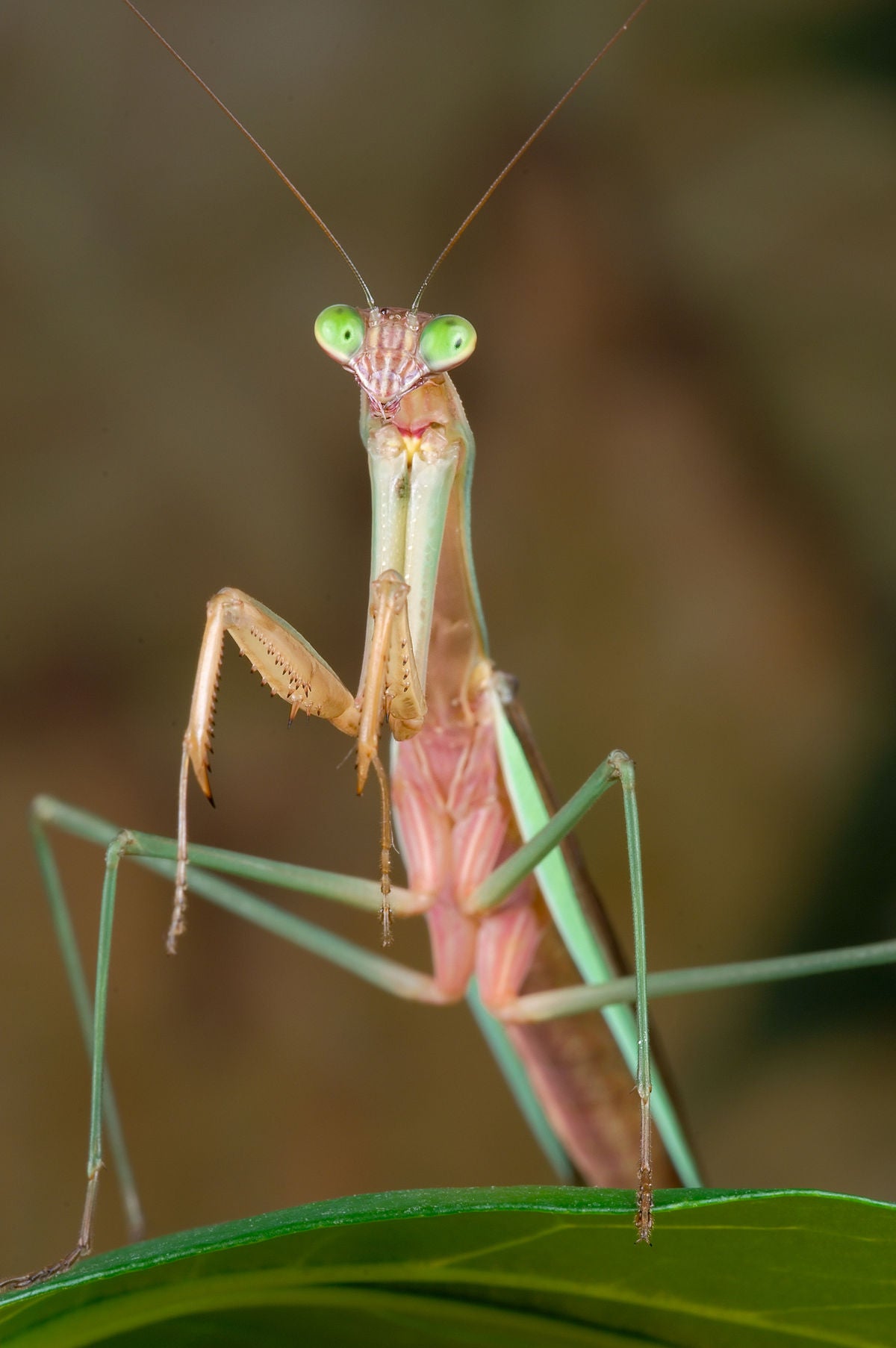 Chinese Praying Mantis