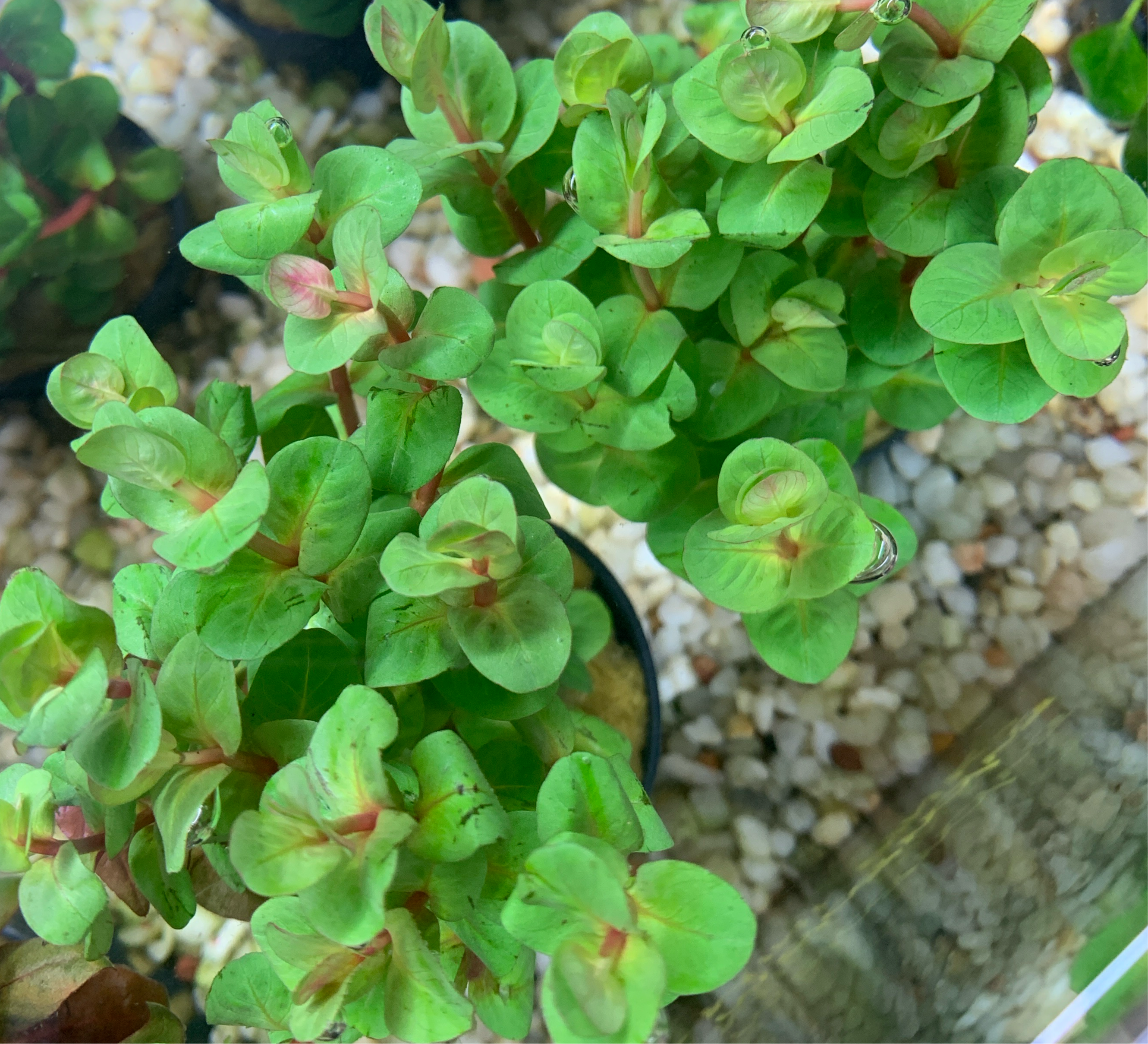 Rotala macandra "Mini Pink" - Potted