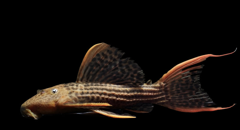 Scarlet Pleco Pseudacanthicus Sp. L025 Aka Scarlet Dragon Aka Cactus