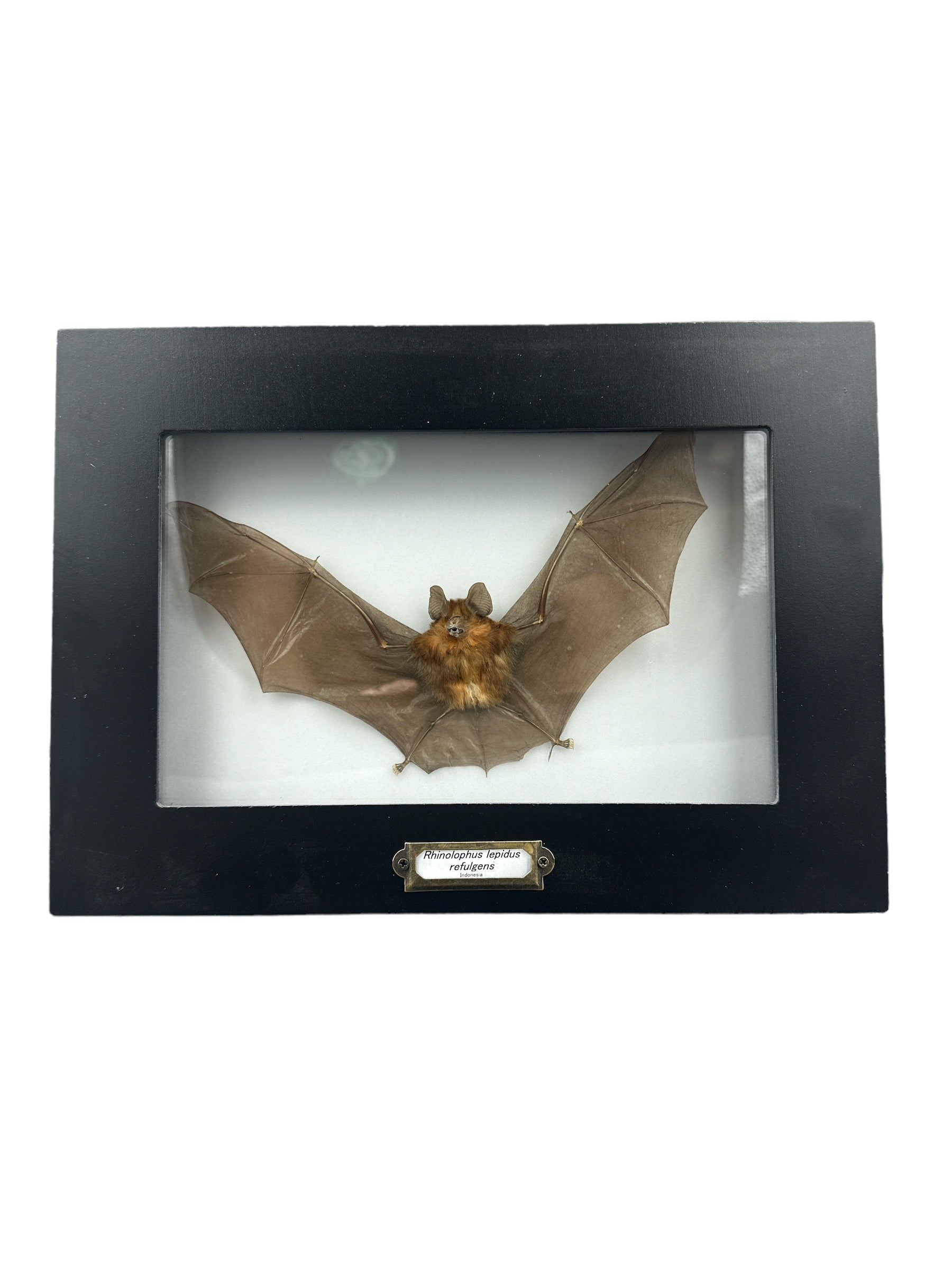 Blyth's Horseshoe Bat (Rhinolophus lepidus refulgens) - 5x9" Frame