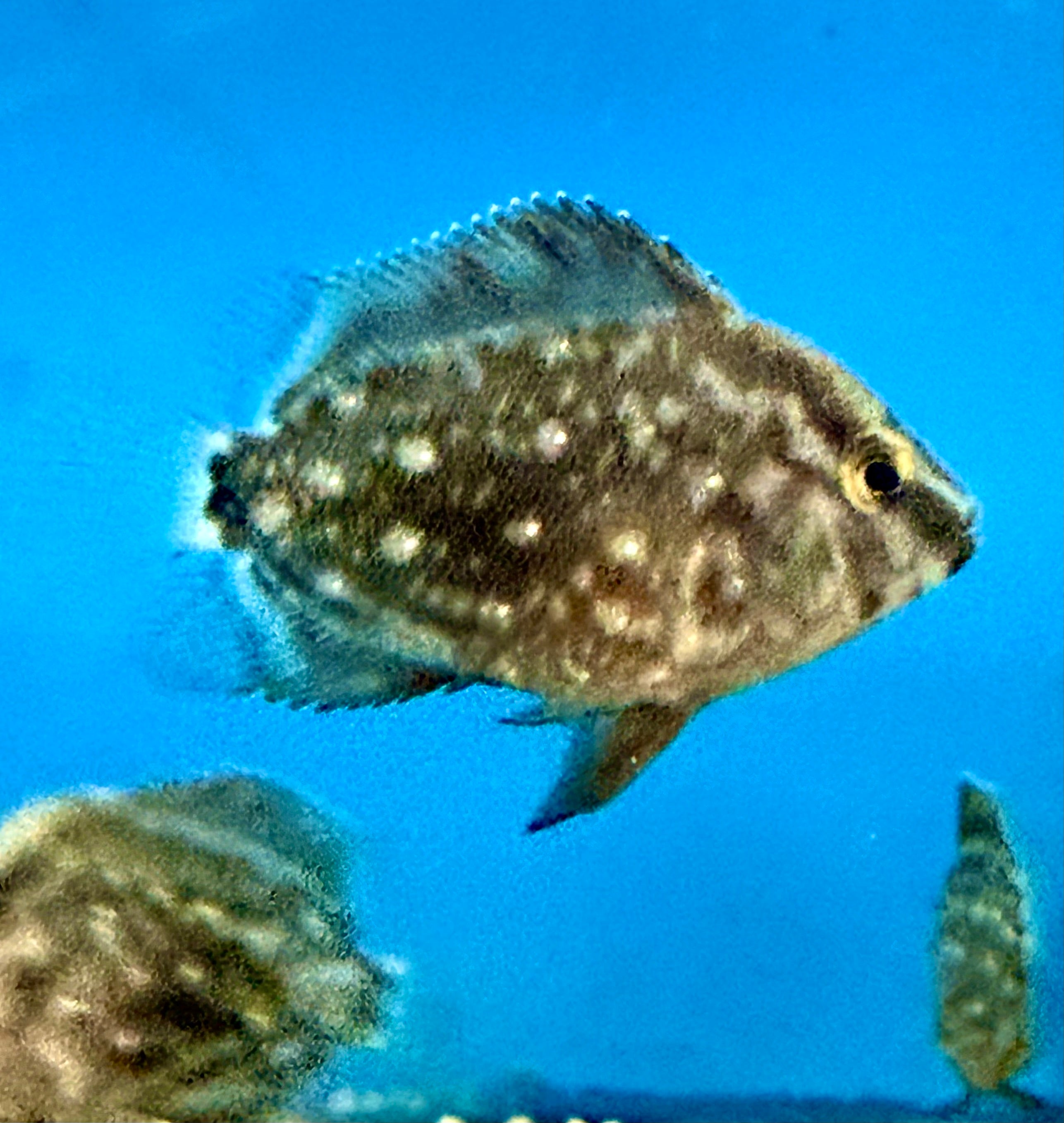 Uaru  (Juvenile)
