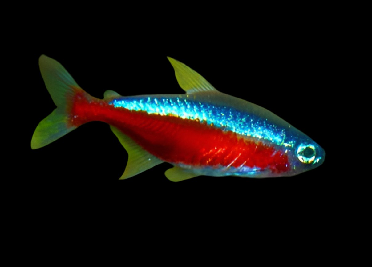 Cardinal Tetra