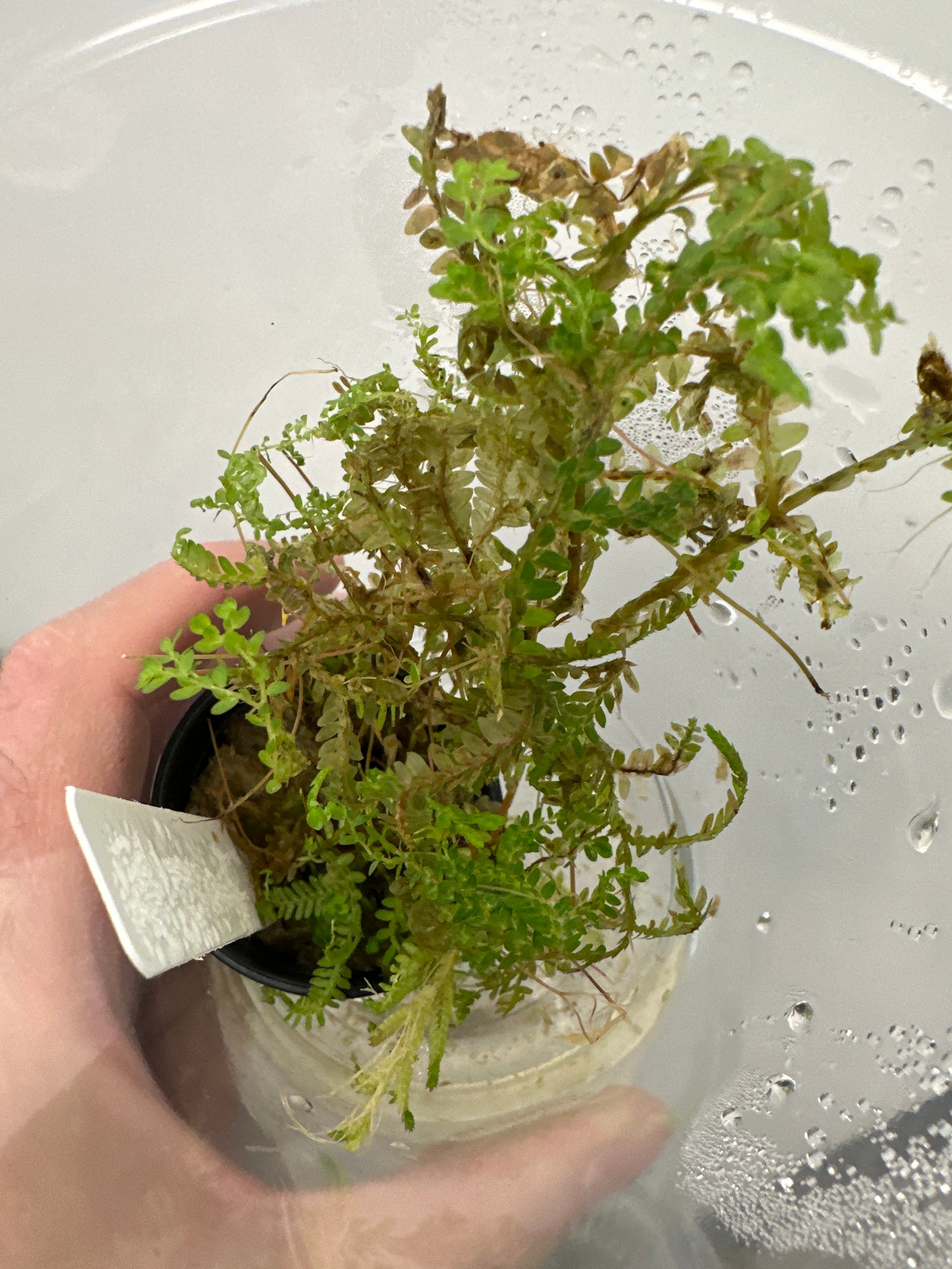 Selaginella krausiana