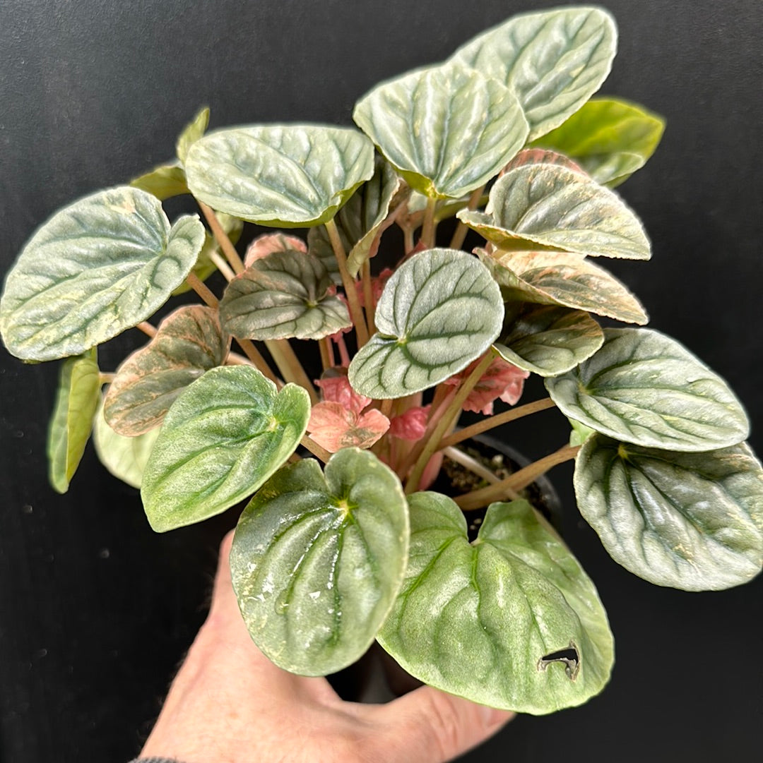 Peperomia Pink Lady