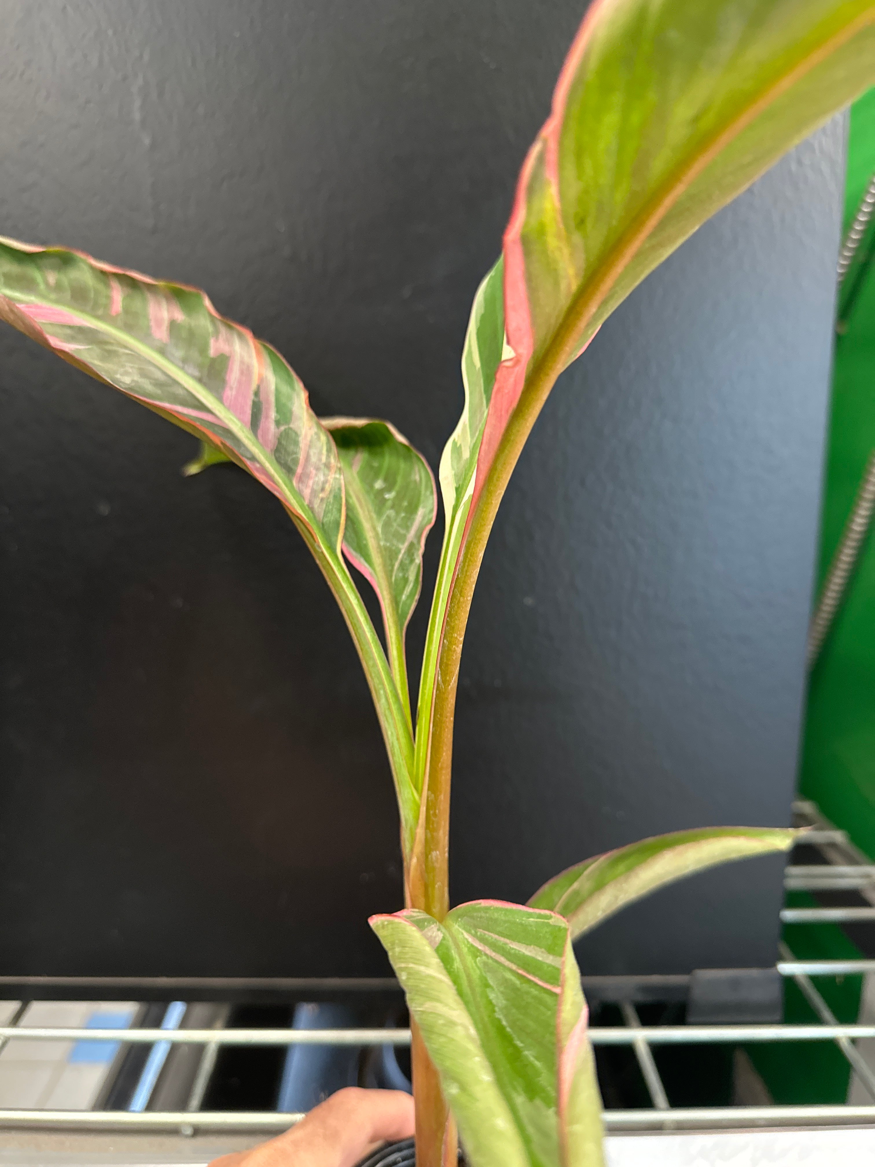 Variegated Pink Banana (Musa)