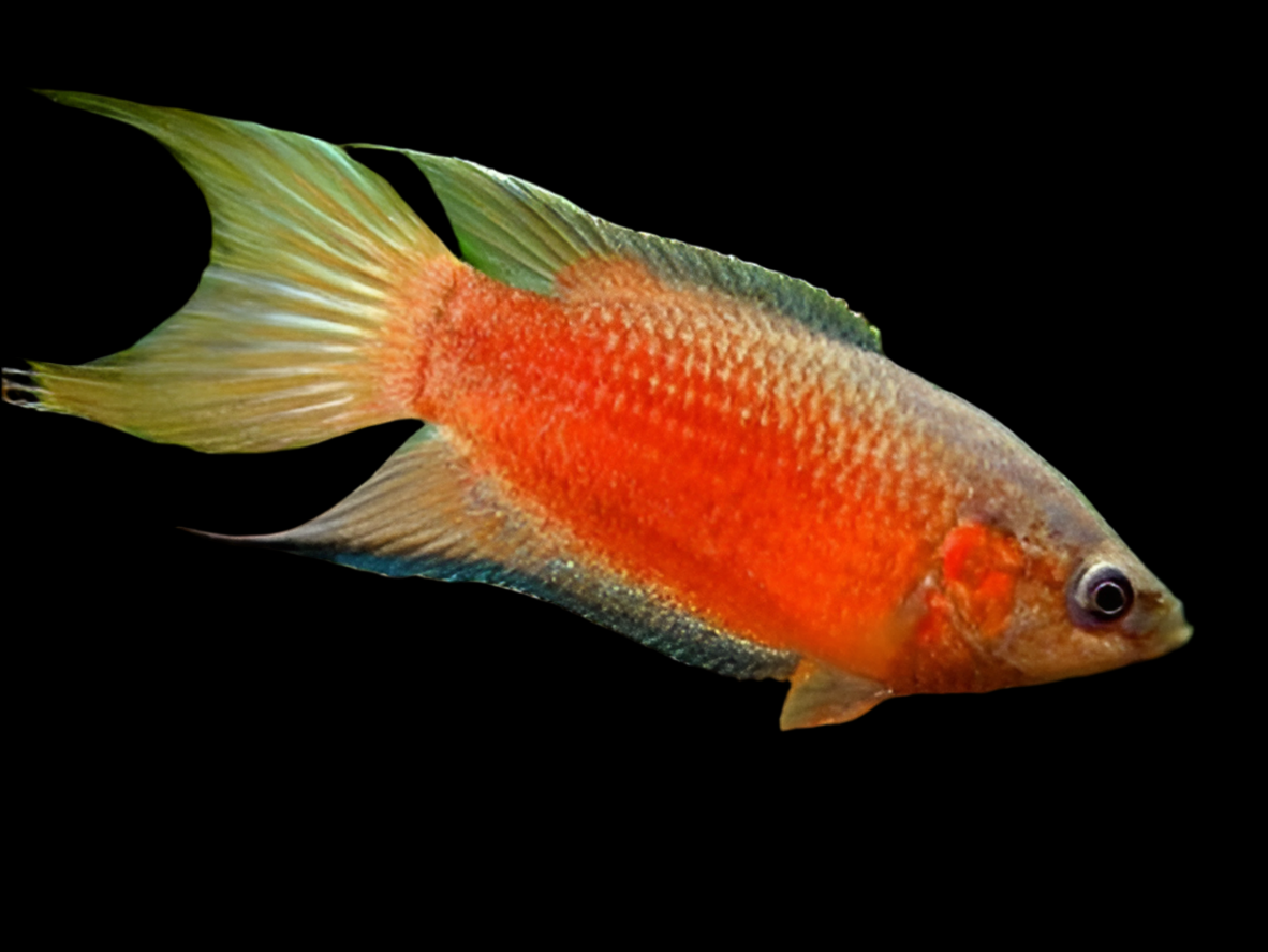 Red Paradise Fish