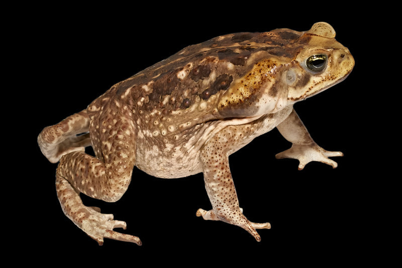 Crapaud buffle