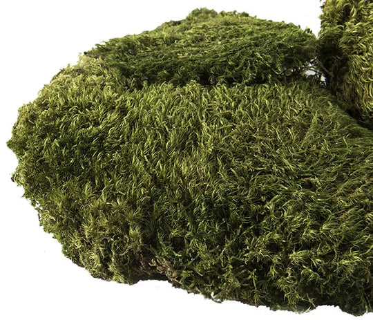 Galapagos Pillow Moss - Fresh Green