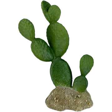 Komodo Prickly Pear Cactus 6.3"