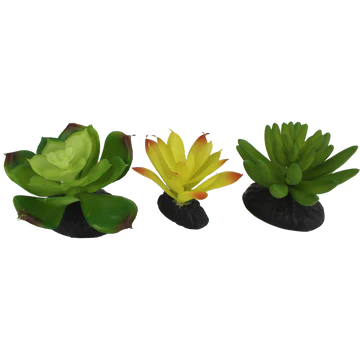 Komodo Succulent Succulent 3-Pack