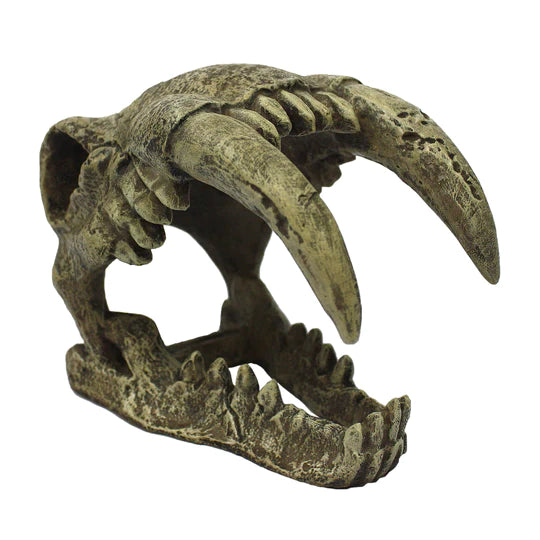 Komodo Saber Tooth Skull