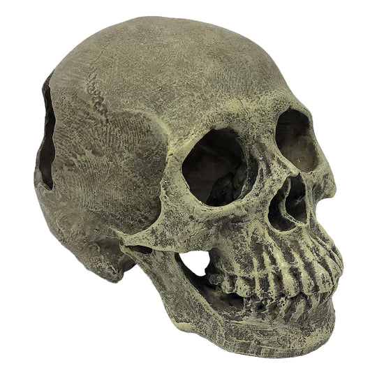Komodo Human Skull