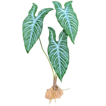 Komodo Begonia 18.9"