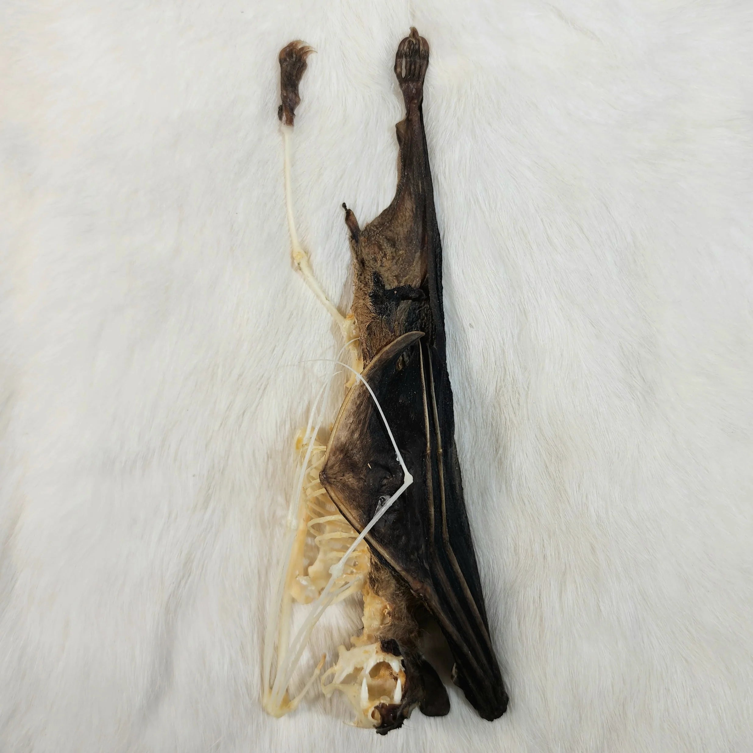 Cave Nectar Bat - Comparative Anatomy