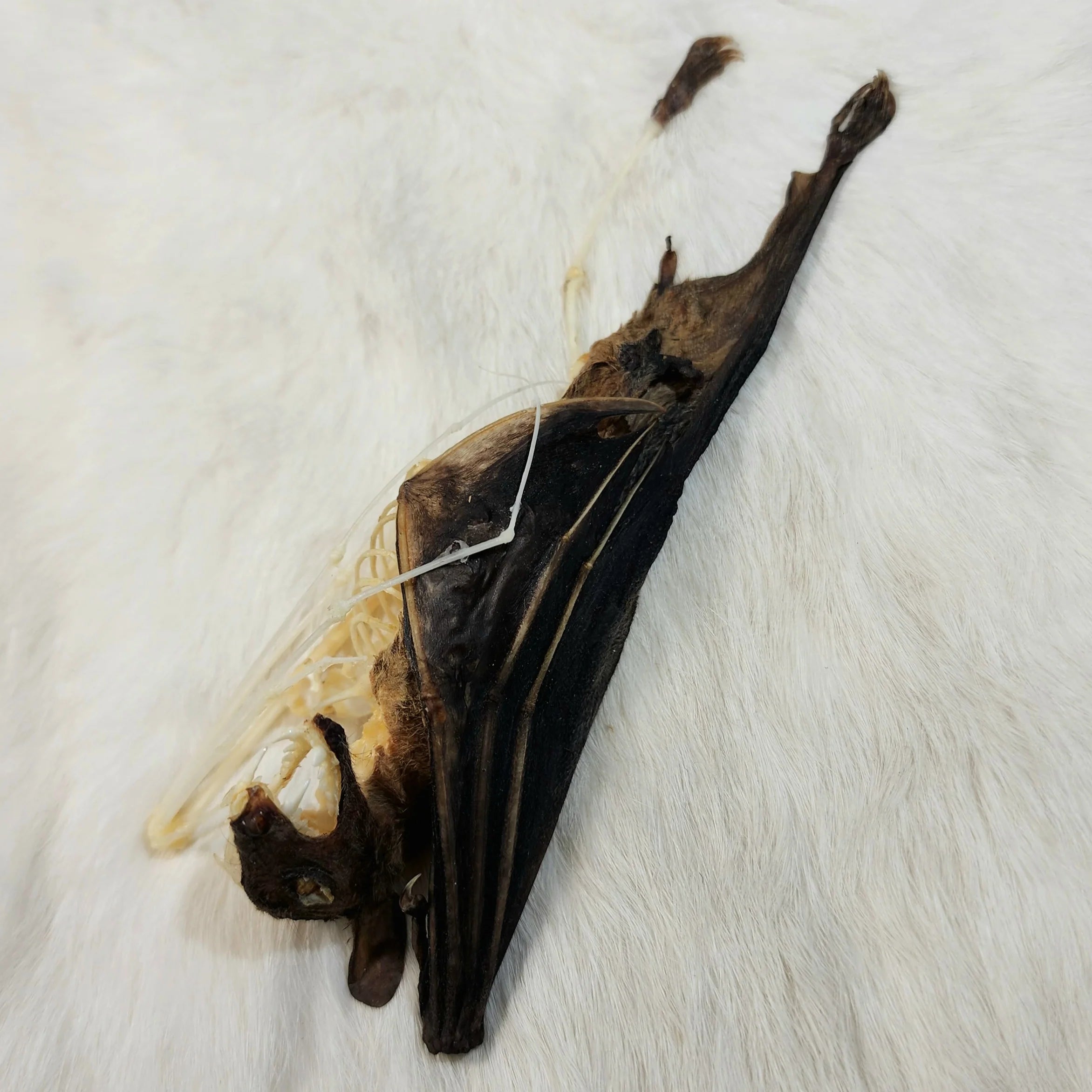 Cave Nectar Bat - Comparative Anatomy