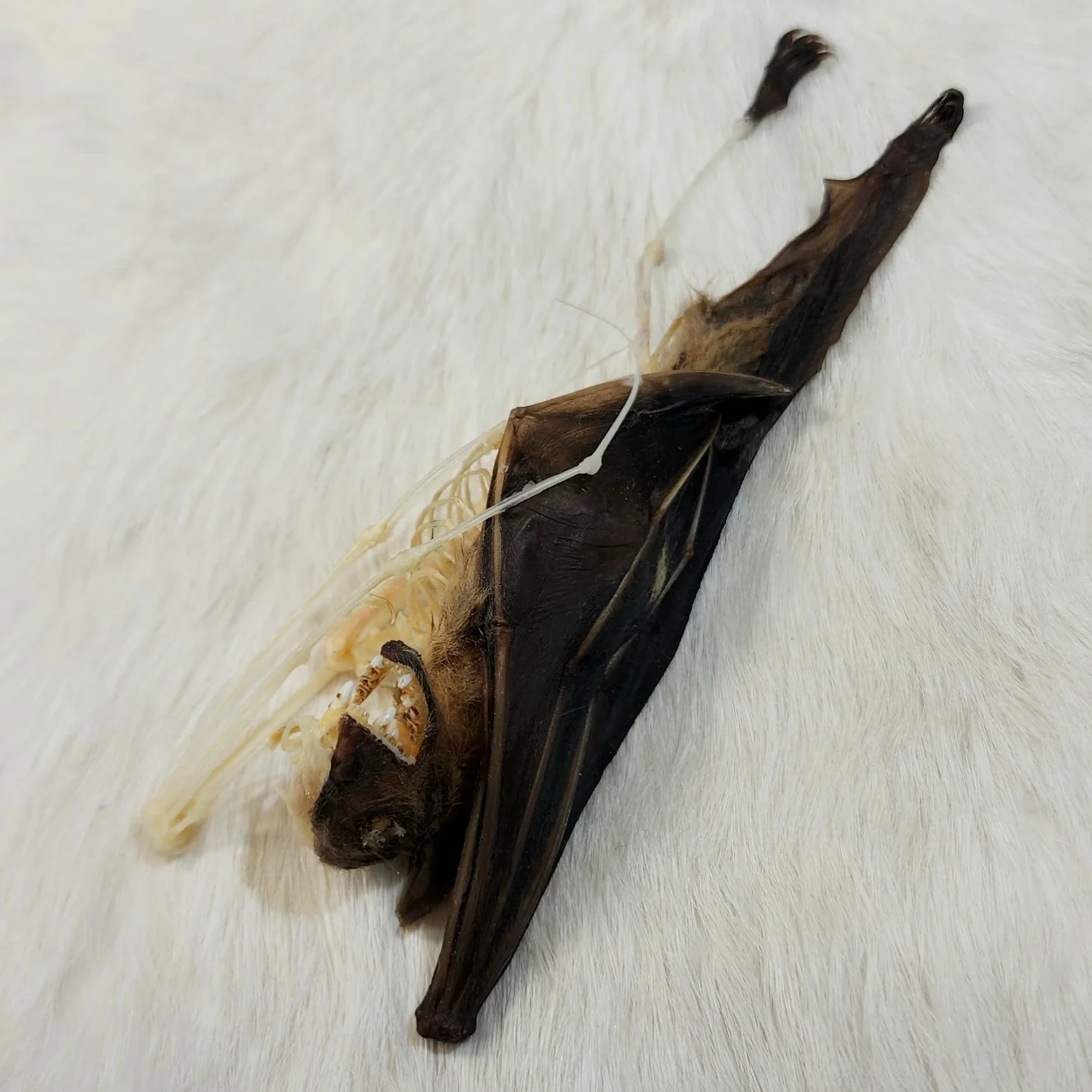 Minute Fruit Bat - Comparative Anatomy