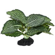 Komodo Vein Plant - Small 4"